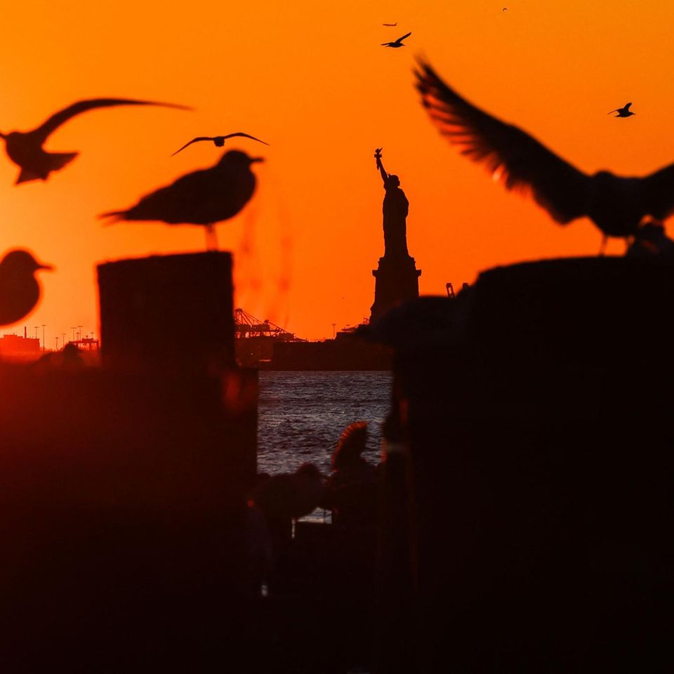 New York, USA.  Birds of different sizes cavort in the light of the last rays of sunshine in front of the Statue of Liberty as seen from the New York borough of Brooklyn.