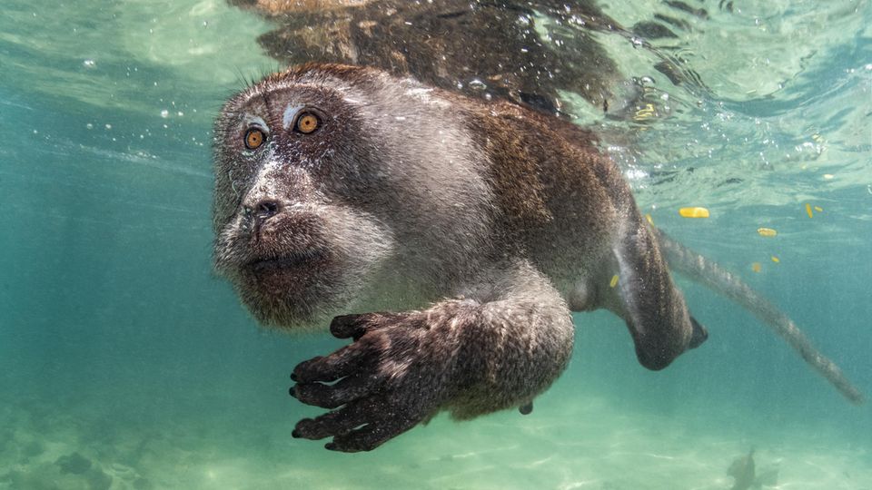 During his field work on the Phi Phi Islands in Thailand, Suliman Alatiqi documented the behavior of cynomolgus monkeys.  He was particularly interested in their foraging.  The macaques go into the water not only for this purpose, but also to cool off or simply to play.      