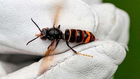 An Asian hornet (Vespa velutina nigrithorax).  This specimen sits on a biologist's glove.