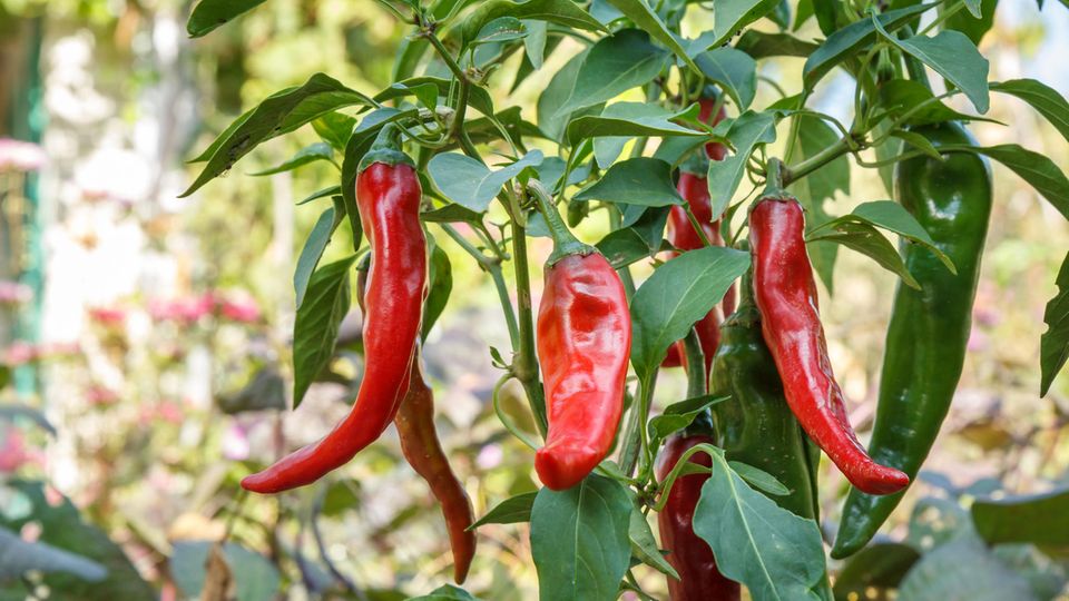 Red ripe chili peppers on the garden bed with blurred nature background