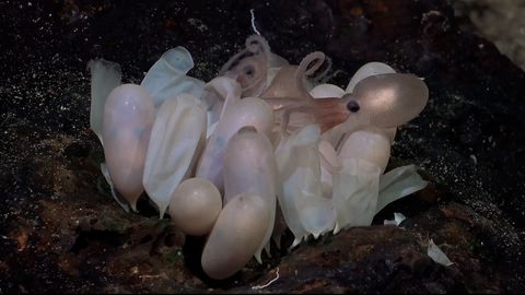 Sensational discovery in the deep sea: New octopus species found