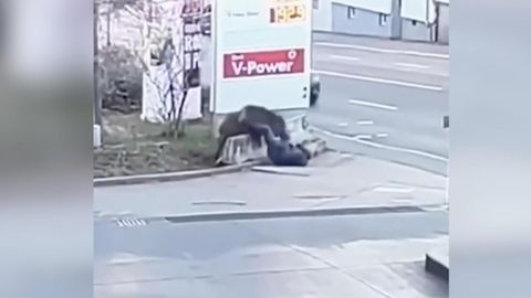 At a gas station in Stuttgart, a wild boar came running out of the bushes and attacked a 77-year-old.